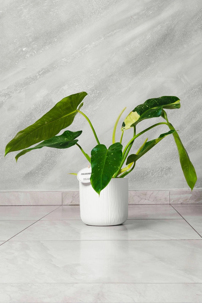 Philodendron Jose Buono pianta rara da interno vaso 15cm H 45cm