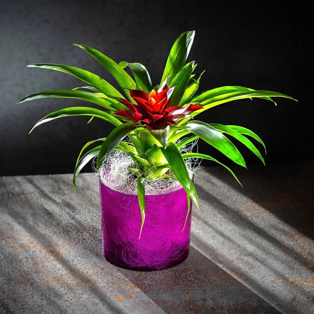 Vaso da fiori KADAX rotondo in plastica, 14 cm, viola