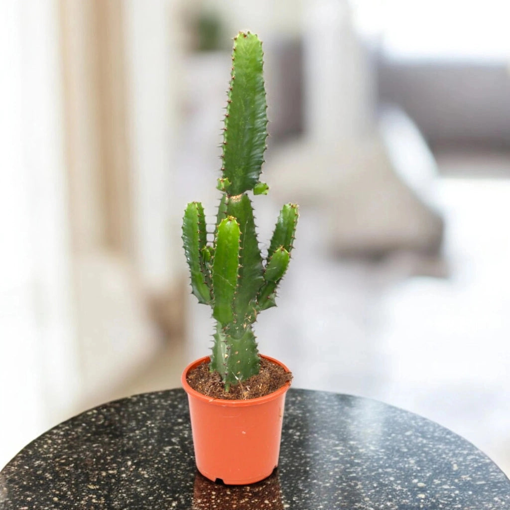 Gardenaria Euphorbia acrurensis - Pianta da interno ornamentale Altezza: 75 cm (vaso 17)