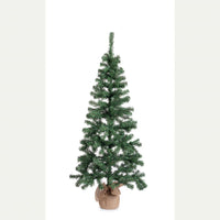 Albero cerano h165-287rami