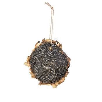 Girasole secco per uccellini selvatici wildlife