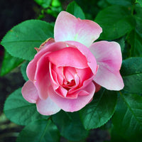 Concime liquido rose 570 g