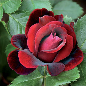 Concime liquido rose 570 g