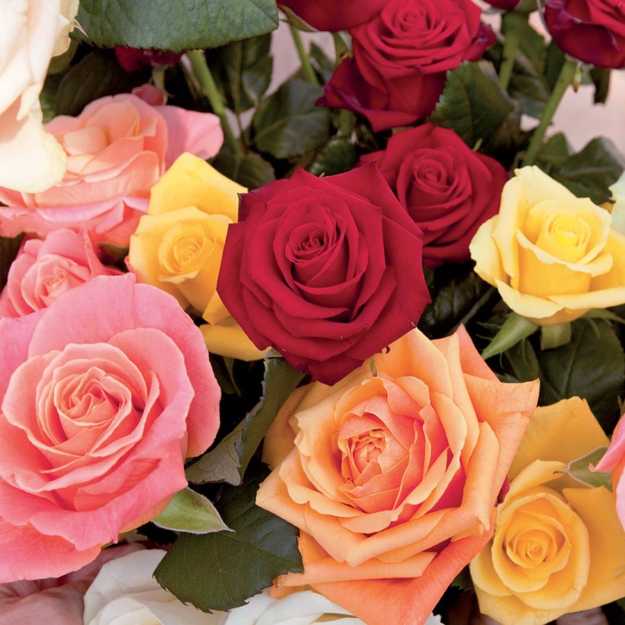 Concime liquido rose 570 g