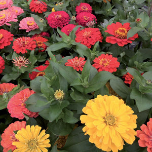 Concime liquido piante fiorite 1150 g