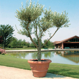 Concime in pellet olivi 1 kg