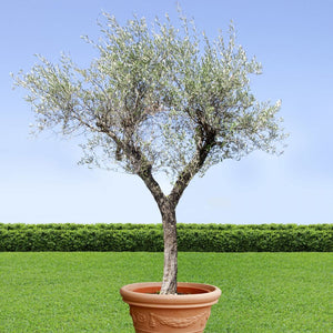 Concime in pellet olivi 1 kg