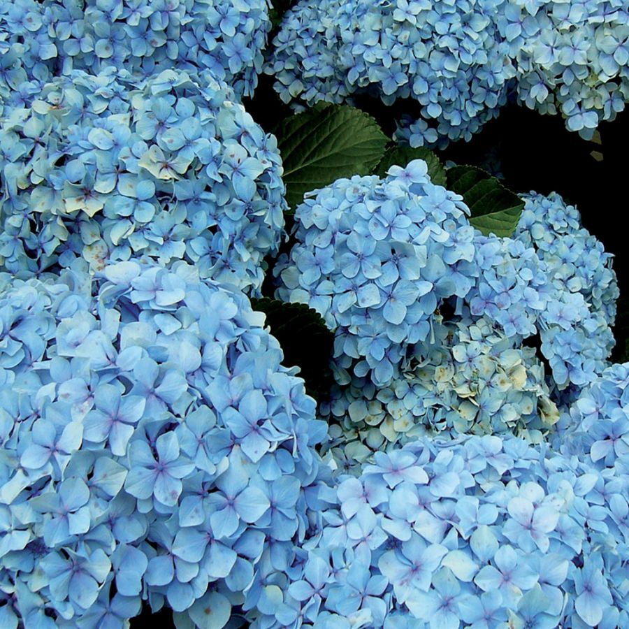 Concime in pellet ortensie 1 kg