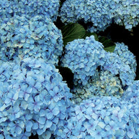 Concime in pellet ortensie 1 kg