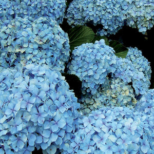 Concime in pellet ortensie 1 kg