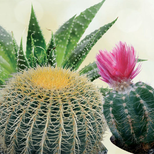 Concime liquido piante grasse 570 g