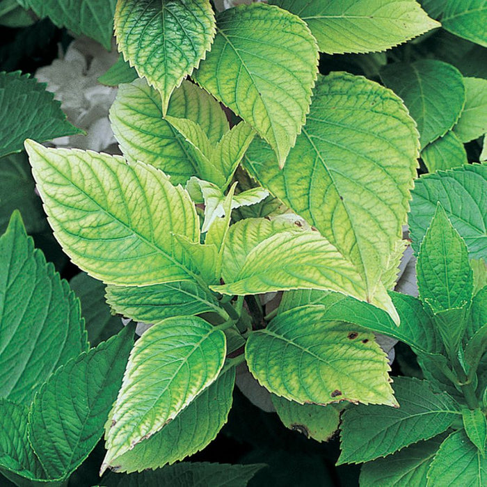 Concime microgranulare solfato ferroso 1 kg