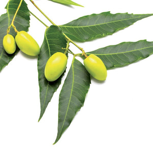 Bastoncini concimanti universale con neem