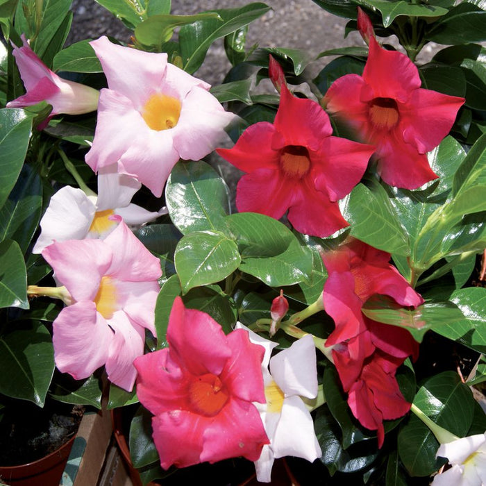 Bastoncini concimanti universale con neem