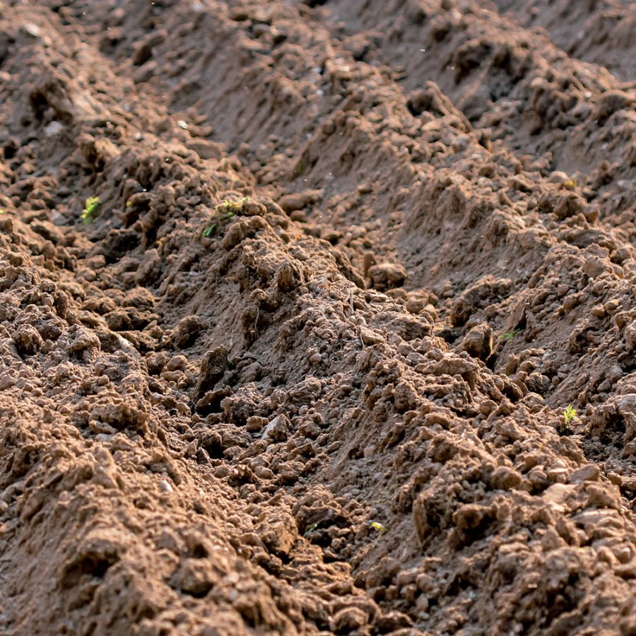 Concime in polvere biologico neem 800 g