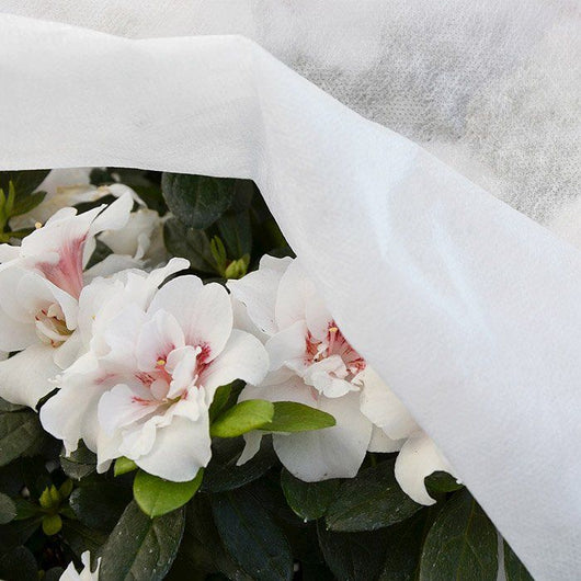 Telo tnt bianco 17 gr 2.4x 10