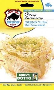 Sementi cicoria variegata di lusia