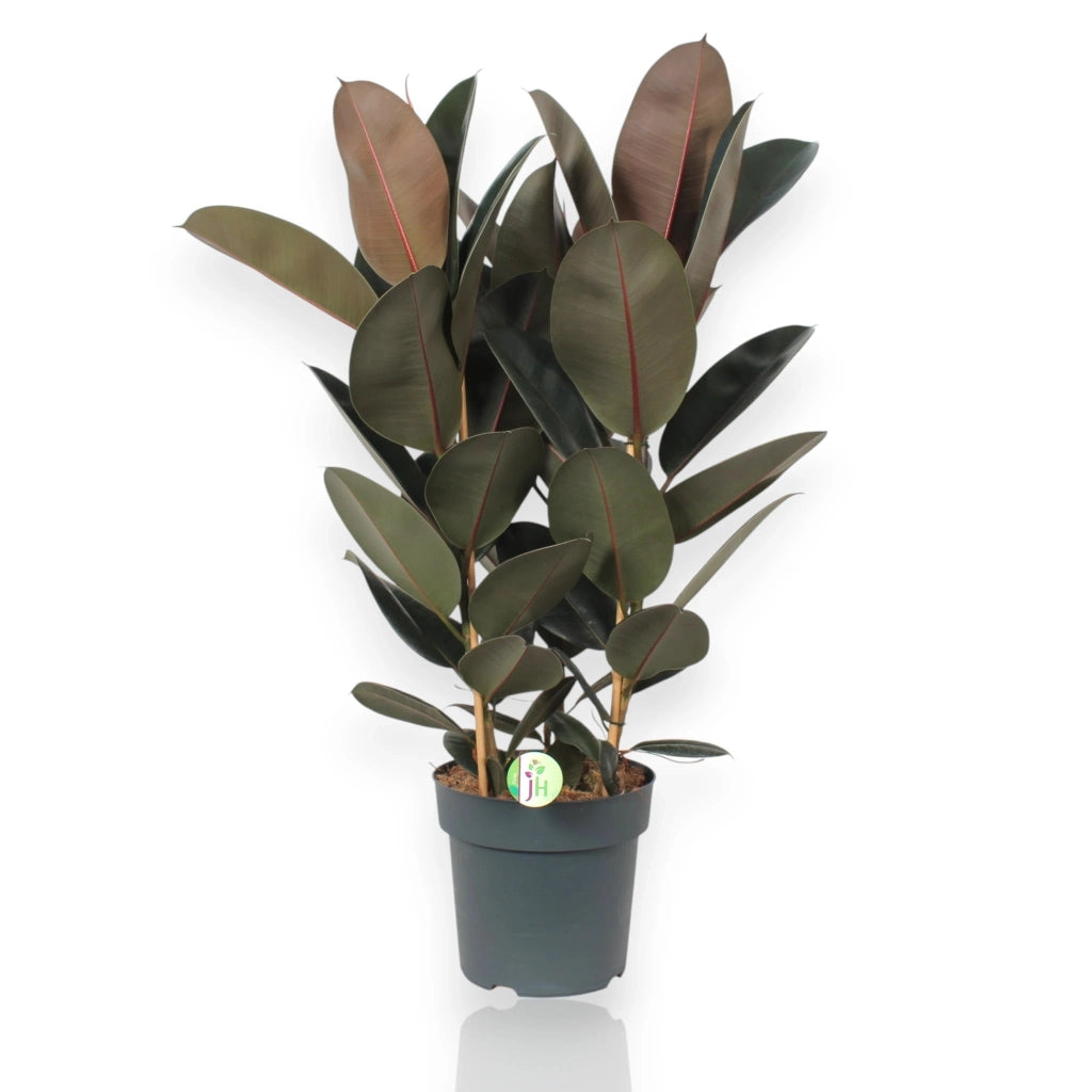 Gardenaria Ficus elastica 'Abidjan' - Pianta da interno ornamentale Altezza: 120/150cm (vaso 22)
