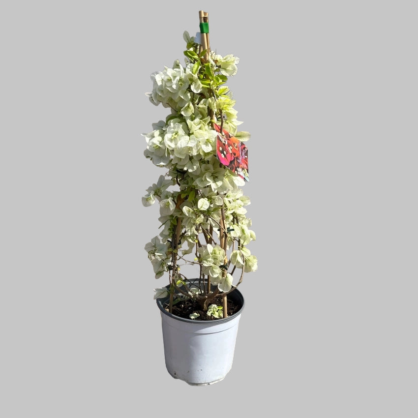 Pianta di BOUGANVILLEA Piramide BIANCO h 70 in vaso 18 cm AMDgarden