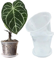 Pannelli di Cultivo Translucidi 17cm con Fusto e Vaschette per Orchidee e Piante Tropicali