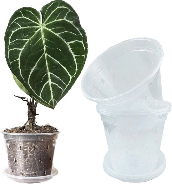 Pannelli di Cultivo Translucidi 17cm con Fusto e Vaschette per Orchidee e Piante Tropicali