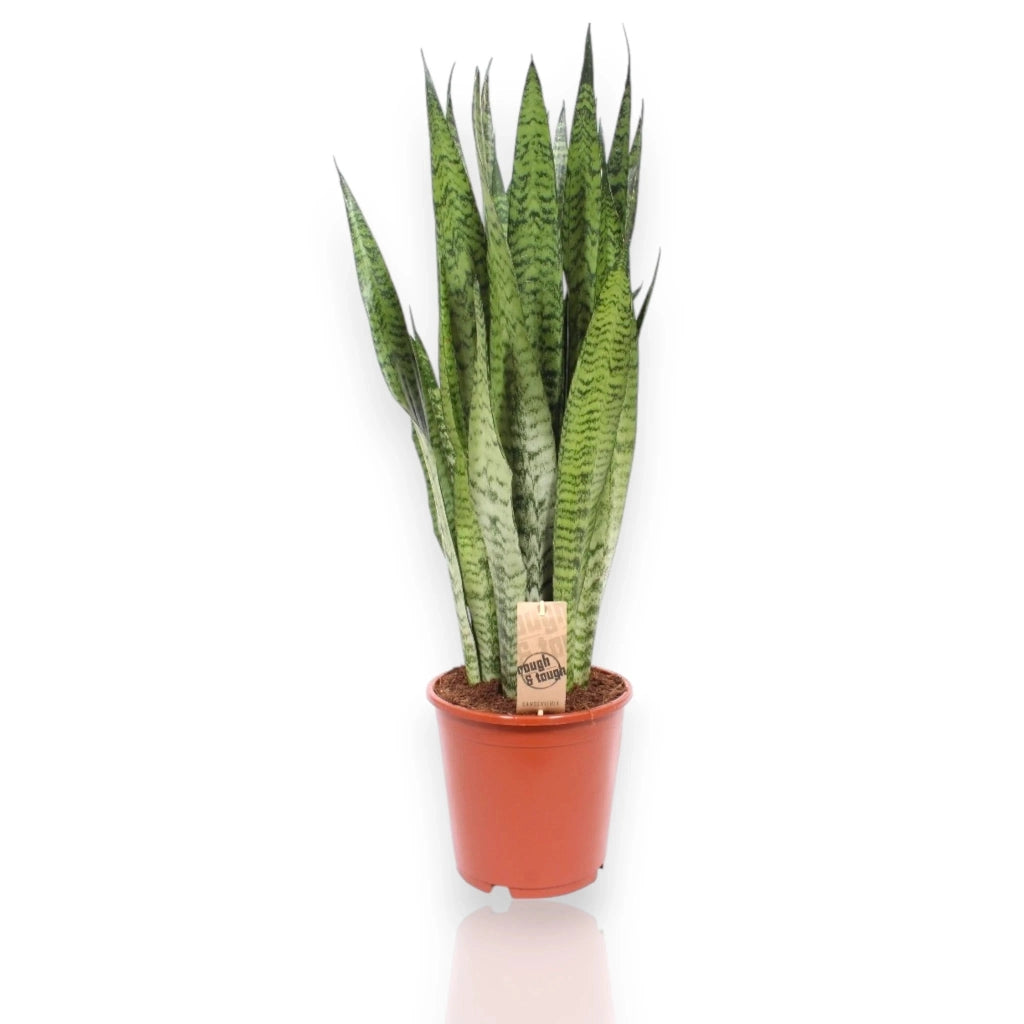 Gardenaria Sansevieria zeylanica - Pianta da interno ornamentale Altezza: 40 cm (vaso 14)