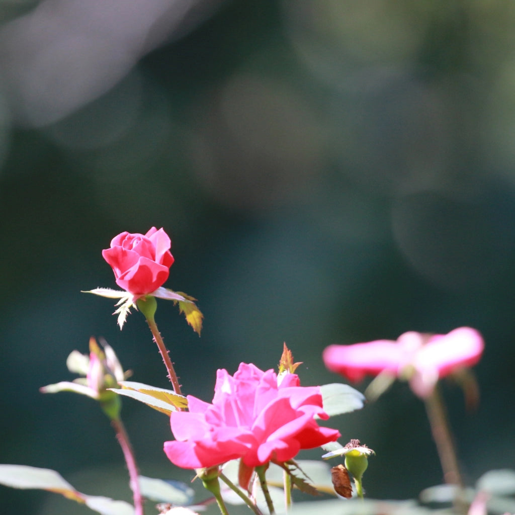 Gardenaria Rosa paesaggistica 'Pink Knock Out' Meilland - Rosa da giardino Altezza: 25/30 cm (vaso19)