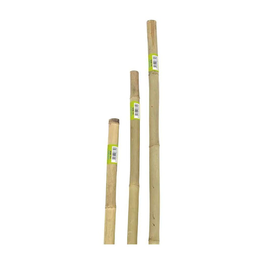 Canna in Bamboo Pesante per Piante e Ortaggi Tutori 22-24 mm Verdemax Formato: h 210 cm
