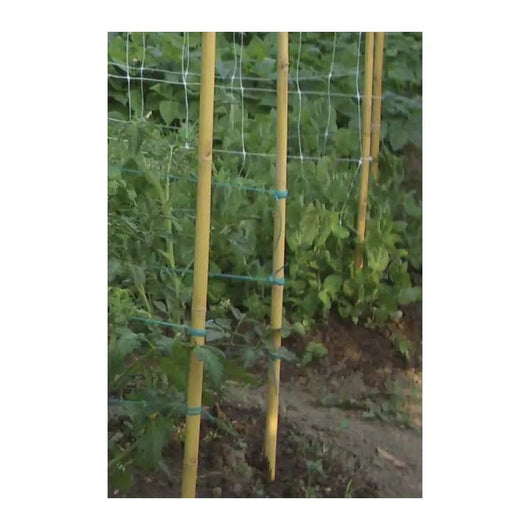 Canna in Bamboo Pesante per Piante e Ortaggi Tutori 22-24 mm Verdemax Formato: h 150 cm