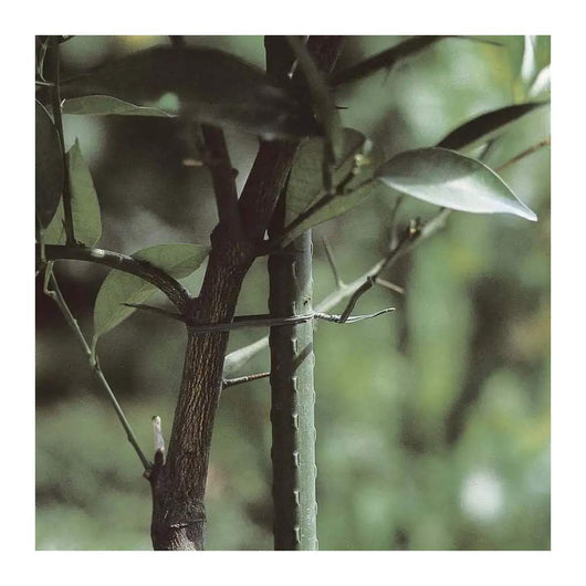 Paletto Tutore per Piante in Acciaio Plastificato Verdemax Formato: mm 8 x cm 90