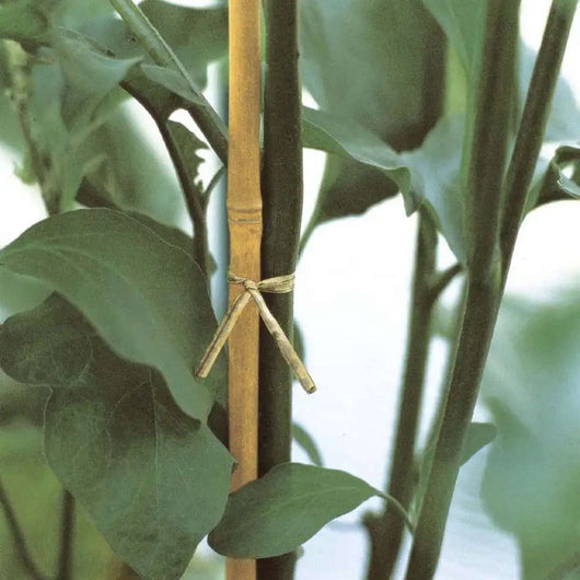Canna in Bamboo per Piante e Ortaggi Tutori Verdemax Formato: h cm 120, Ø mm 10-12 - 4 Pz