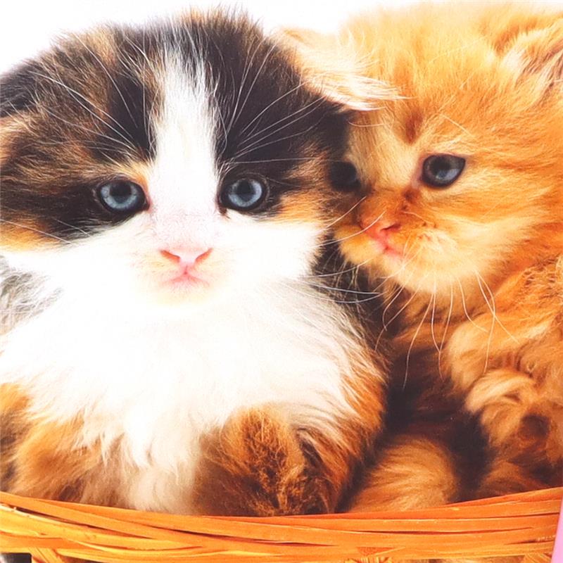 1 QUADERNO 40FF+2 CON RISGUARDO CARTA 80GR - COPERTINA 200GR ASSORTITO