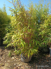 Metake Pseudosasa Japonica Cespuglio 60 cm Bambù da Siepe Sempreverde