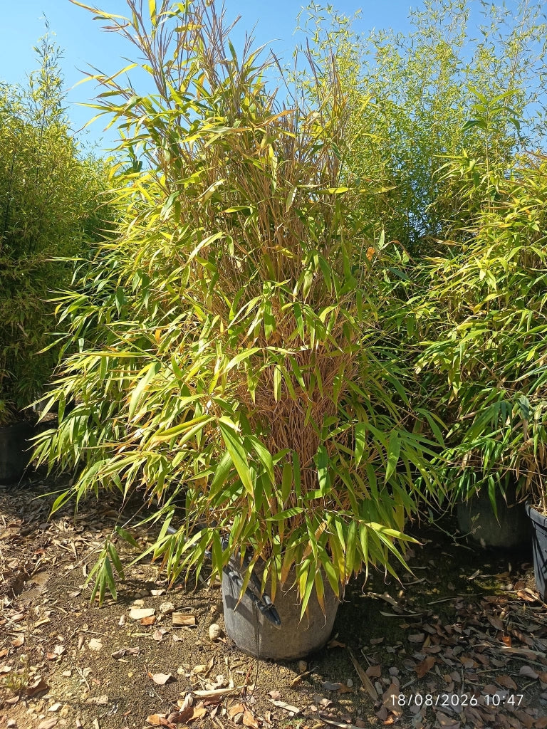 Metake Pseudosasa Japonica Cespuglio 60 cm Bambù da Siepe Sempreverde