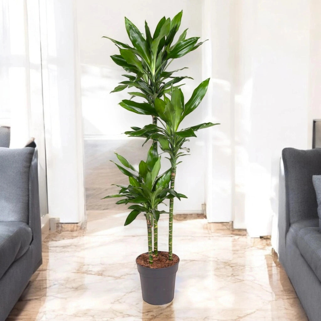 Gardenaria Dracaena fragrans 'Janet Lind' - Pianta da interno ornamentale Altezza: 150 cm (vaso 30)