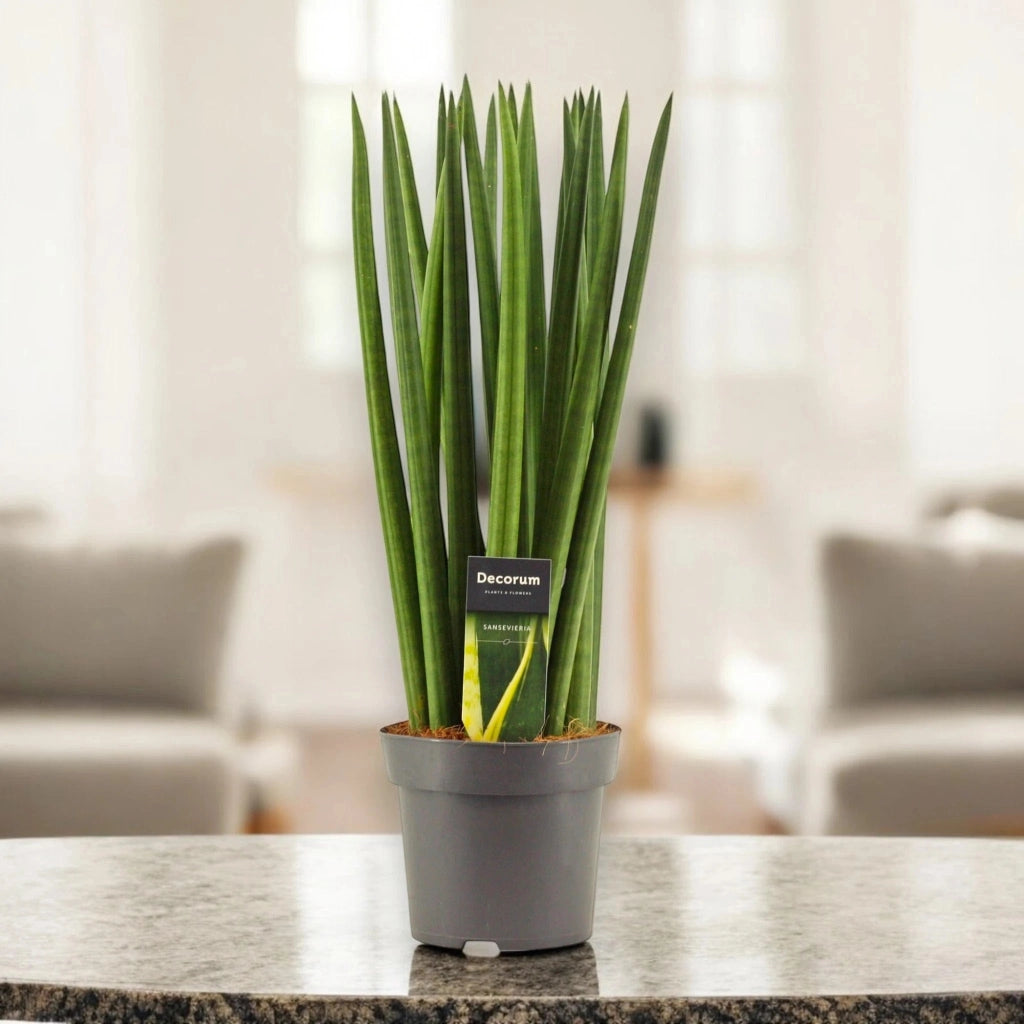 Gardenaria Sansevieria cylindrica 'Spaghetti' - Pianta da interno ornamentale Altezza: 40 cm (vaso 12)