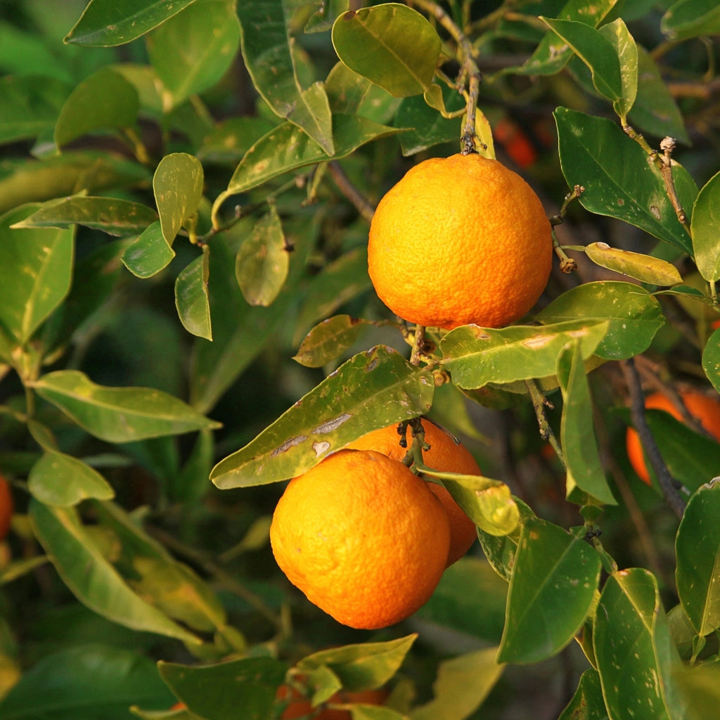Gardenaria Arancio - Citrus sinensis 'Sanguinello' - Pianta di agrume da frutto in vaso Altezza: 70/80 cm (vaso 22)