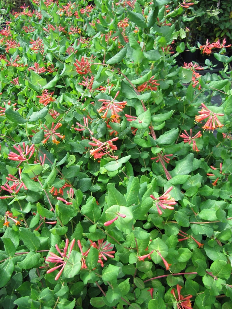 Gardenaria Caprifoglio - Lonicera brownii 'Dropmore Scarlet' - Pianta rampicante ornamentale da esterno Altezza: 100/125 cm (vaso19)