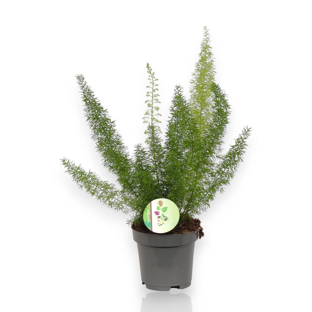 Gardenaria Asparagus densiflorus 'Myers' - Pianta da interno ornamentale Altezza: 35 cm (vaso 17)