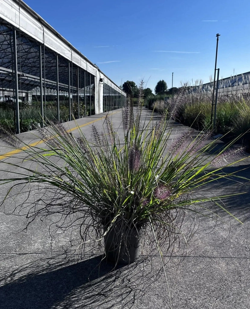 Gardenaria Pennisetum alopecuroides 'Moudry' - Graminacea ornamentale da esterno Altezza: 40 cm (vaso 17)