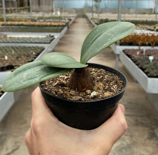 RAUHIA PERUVIANA VASO 20 FOTO REALE