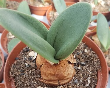 RAUHIA PERUVIANA VASO 20 FOTO REALE