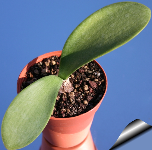 RAUHIA PERUVIANA VASO 20 FOTO REALE