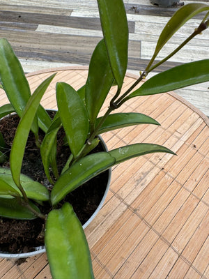 Hoya wayetii fiore di cera foto reali pianta grassa 
