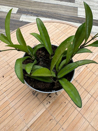 Hoya wayetii fiore di cera foto reali pianta grassa 