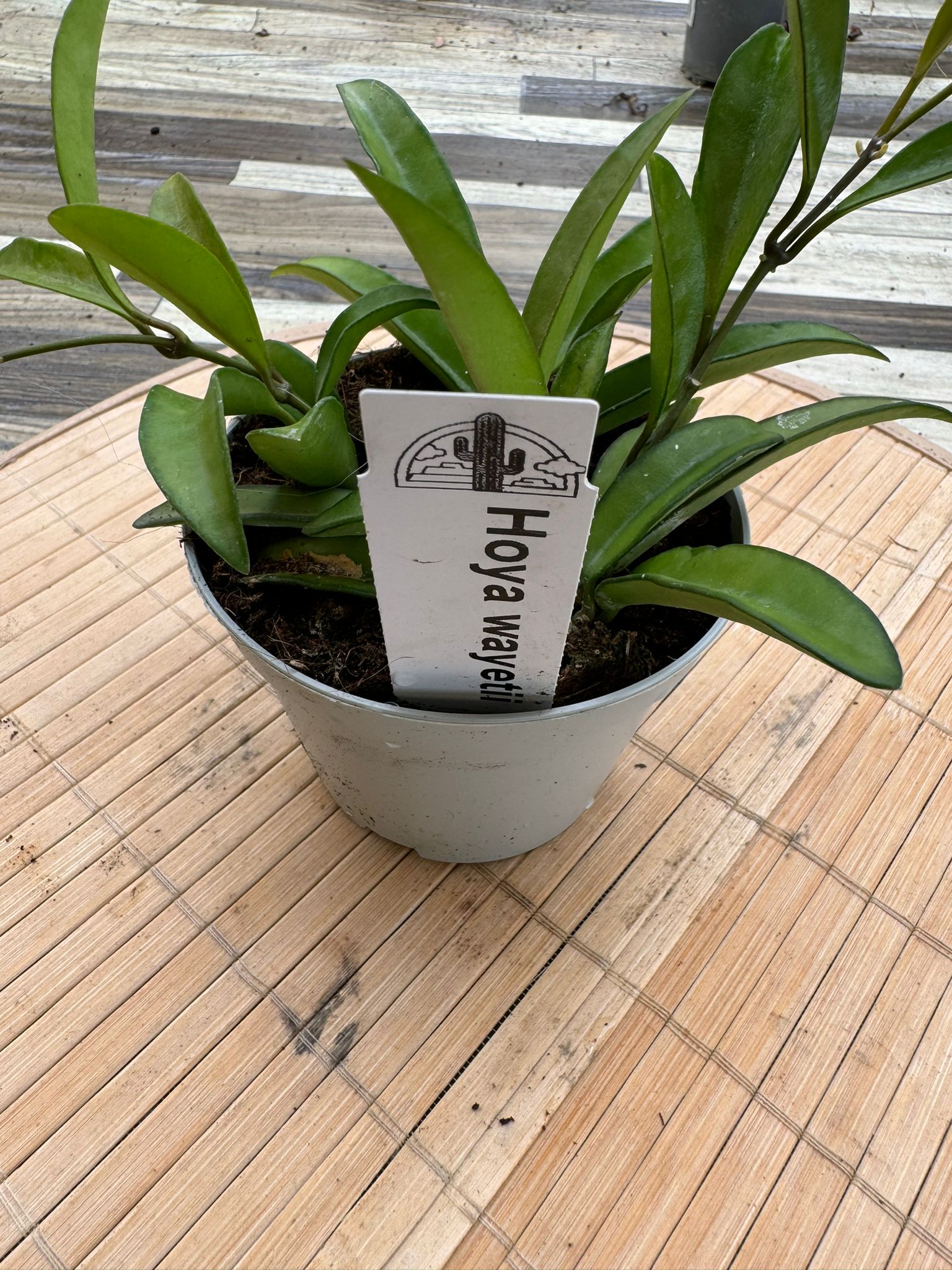 Hoya wayetii fiore di cera foto reali pianta grassa 