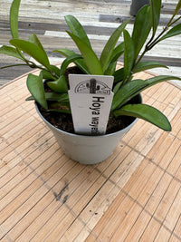 Hoya wayetii fiore di cera foto reali pianta grassa 