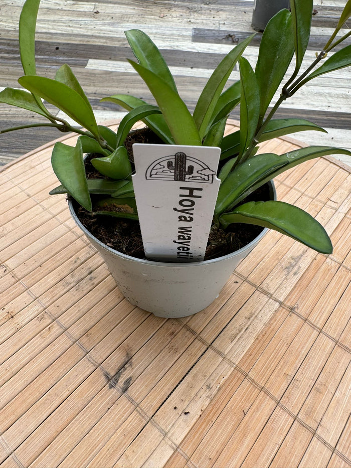 Hoya wayetii fiore di cera foto reali pianta grassa 