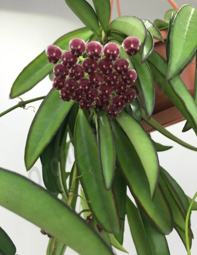 Hoya wayetii fiore di cera foto reali pianta grassa 