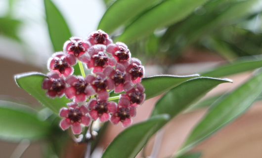 Hoya wayetii fiore di cera foto reali pianta grassa 